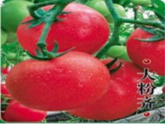 生产厂家 批发 价格 图片 瓜果类 新鲜蔬菜 农业 原材料 万有引力商贸网